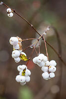 Wet Common Snowberry