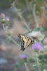 Western Tiger Swallowtail Drinking