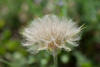 Yellow Salsify Seed Head