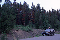 Beetle Damaged Trees