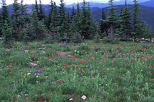 Flowers By Picnic Tables