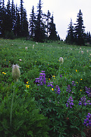 Flowers In Field