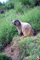 Marmot