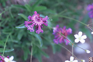 Littleflower Penstemon - Penstemon procerus