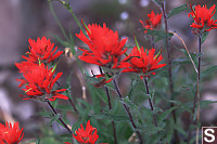 Common Red Paintbrush - Castilleja miniata