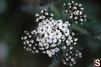 Small White Flowers