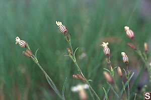 Suksdorf's silene, Cascade catchfly (Silene suksdorfii)