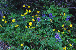 Arctic Lupine and Arnica