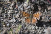 Satyr Comma Dorsal