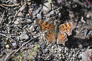 Satyr Comma Dorsal