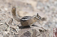 Yellow Pine Chipmunk Side View