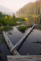 Logs Lying In Shallows