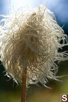 White Pasqueflower In Sun