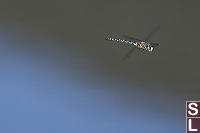 Paddle Tailed Darner In Flight