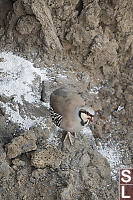 Chukar From Above