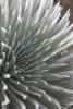 Silversword Detail