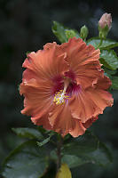 Red To Orange Hibiscus