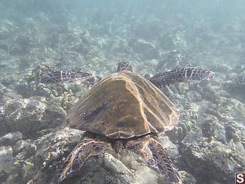 Green Turtle Swimming Past