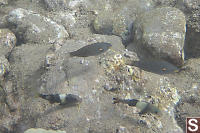 Manybar Goatfish And Belted Wrasse
