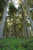 Salal Forest Floor