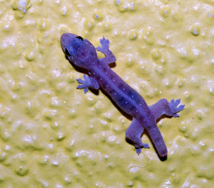 purple lizard species