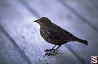 Little Brown Jobby (Fox Sparrow)