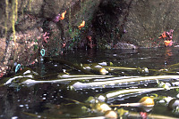 Wall with Stars and Anemone