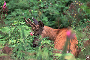 Mule Deer Eating