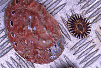 Japanese (Northern) Abalone and Plate Limpet