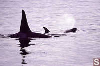 Female and Male Orca