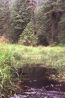 Grassy Channel on Nootsum River