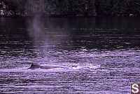 Humpback Whale Blow