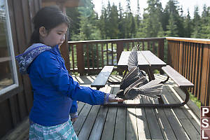 Nara Feeding Whisky Jacks