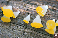 Golden Jelly Cones On Wood