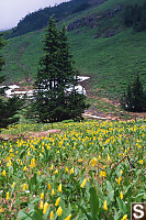 Field Of Glacier Lilies