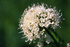 Sitka Valerian