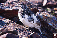 White Tailed Ptarmigan From Side
