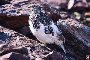 White Tailed Ptarmigan From Side