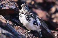 White Tailed Ptarmigan From Three Quarters