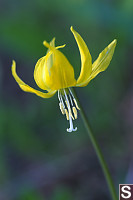 Yellow Glacier Lily Open