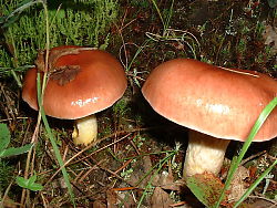 Mushroom From Above