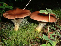 Mushroom Showing Veins