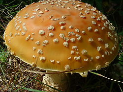 Orangy Mushroom