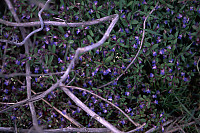 Beach Wood and Flowers