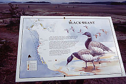 Black Brant Sign