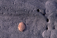 Crab Shell on Sand