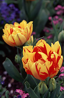 Double Tulips