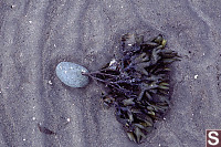 Kelp on Stone