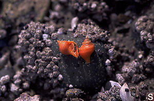Orange Snails