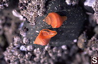 Orange Snails (Closeup)